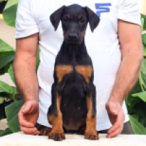 Leah, black and tan Doberman Pinscher for sale