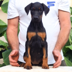 Doberman Pinscher puppy for sale