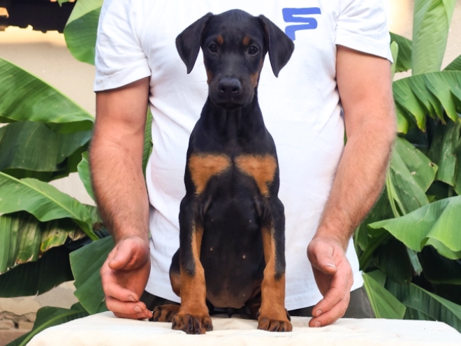 Doberman Pinscher puppy for sale