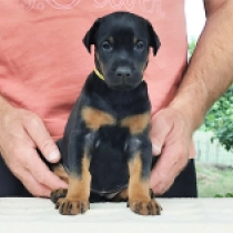 Fitness, black and tan Doberman Pinscher for sale
