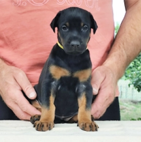 Dobermann Welpe kaufen