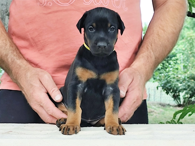 Dobermann Welpe kaufen