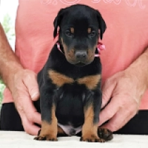 Iron Man, black and tan Doberman Pinscher for sale