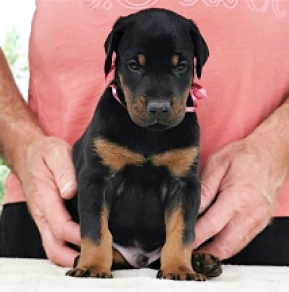 Dobermann Welpe kaufen