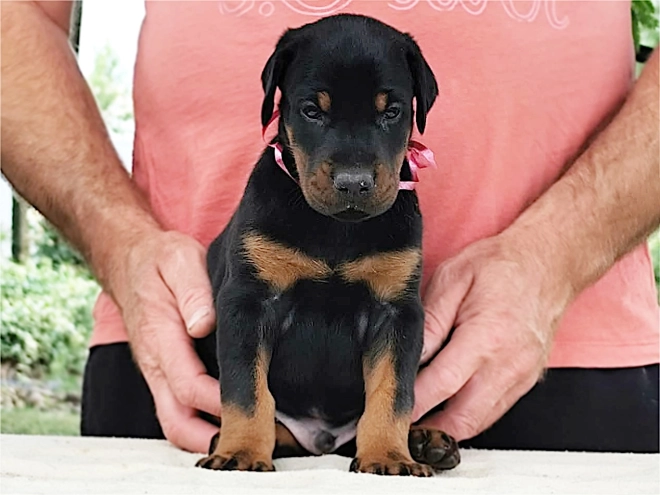 Dobermann Welpe kaufen