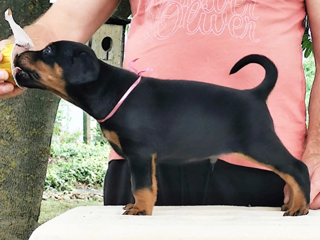 Dobermann Welpe kaufen