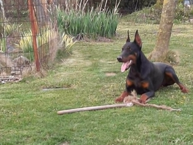 Doberman Pinscher puppy for sale