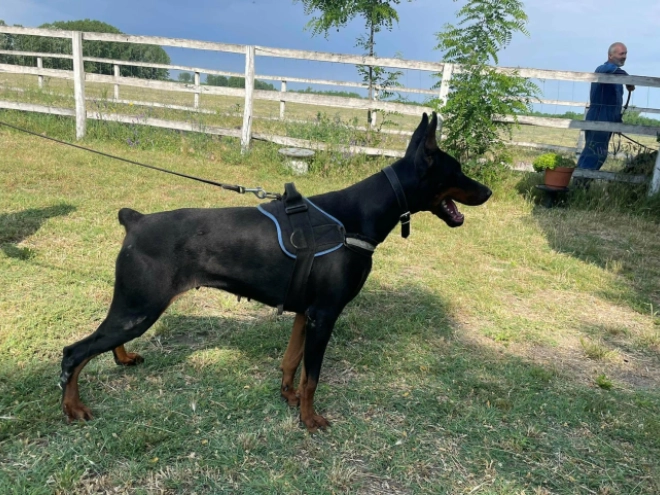 Doberman Pinscher puppy for sale