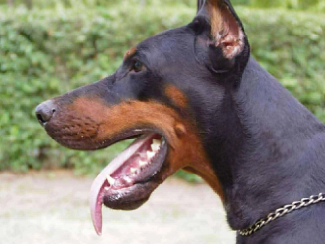 Doberman Pinscher puppy for sale