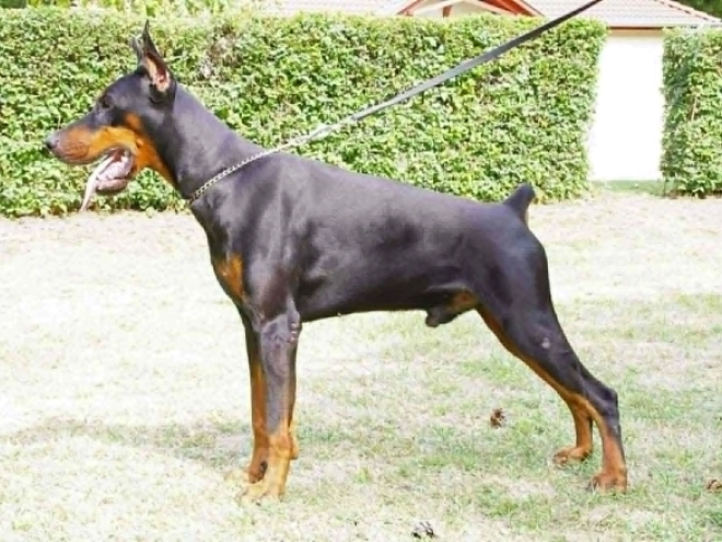 Doberman Pinscher puppy for sale