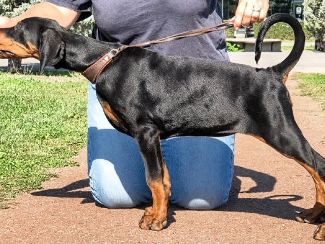 Dobermann Welpe kaufen