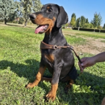 Anastasia, black and tan Dobermann en venta