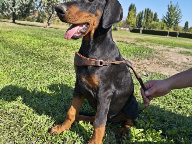 Dobermann Welpe kaufen