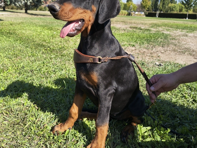 Dobermann Welpe kaufen