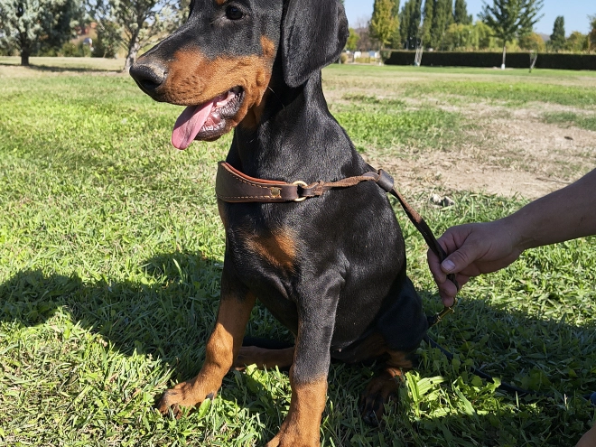Dobermann Welpe kaufen