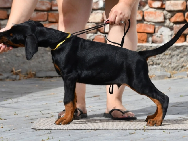 Doberman Pinscher puppy for sale