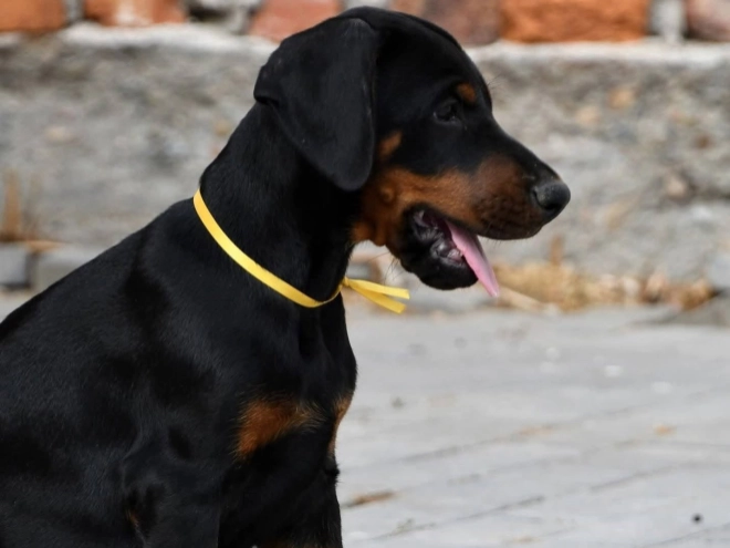 Doberman Pinscher puppy for sale