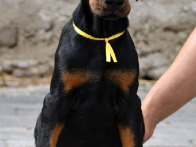 Doberman Pinscher puppy for sale