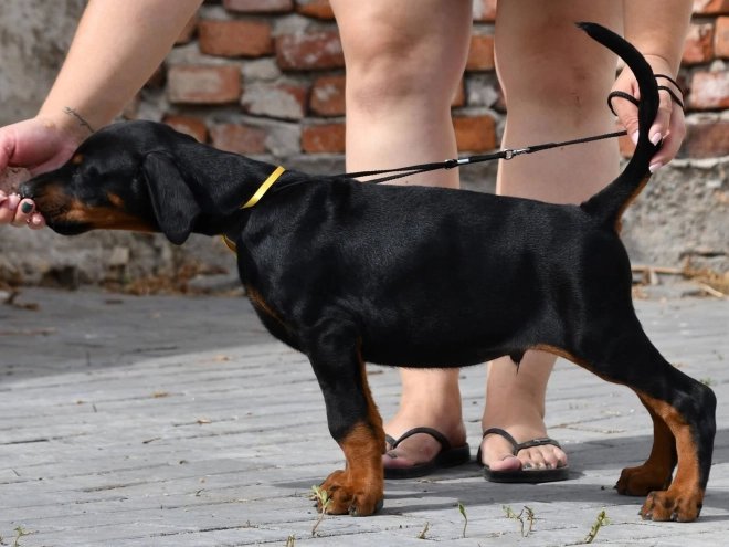 Doberman Pinscher puppy for sale