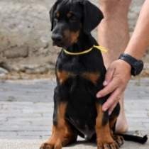 Iron Man, black and tan Dobermann en venta
