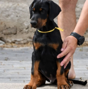 Doberman Pinscher puppy for sale