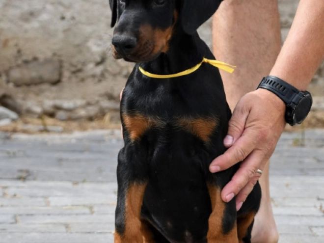 Doberman Pinscher puppy for sale