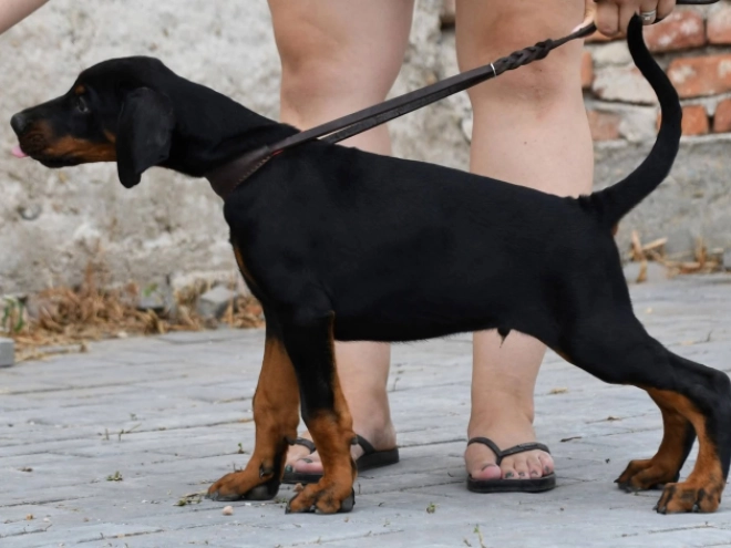 Doberman Pinscher puppy for sale
