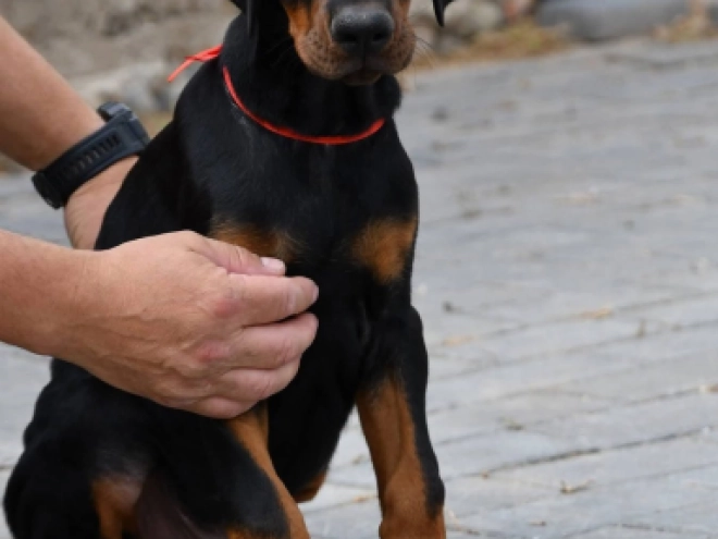 Doberman Pinscher puppy for sale