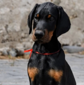 Doberman Pinscher puppy for sale
