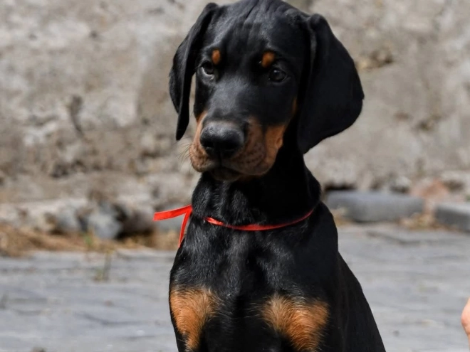 Doberman Pinscher puppy for sale