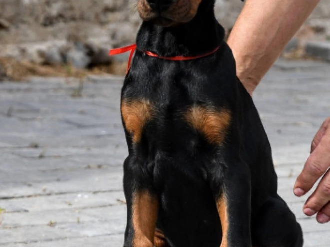 Doberman Pinscher puppy for sale