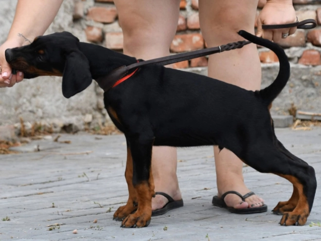 Doberman Pinscher puppy for sale