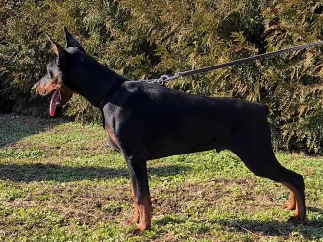 Dobermann Welpe kaufen