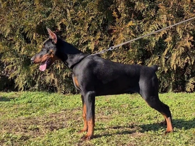 Dobermann Welpe kaufen