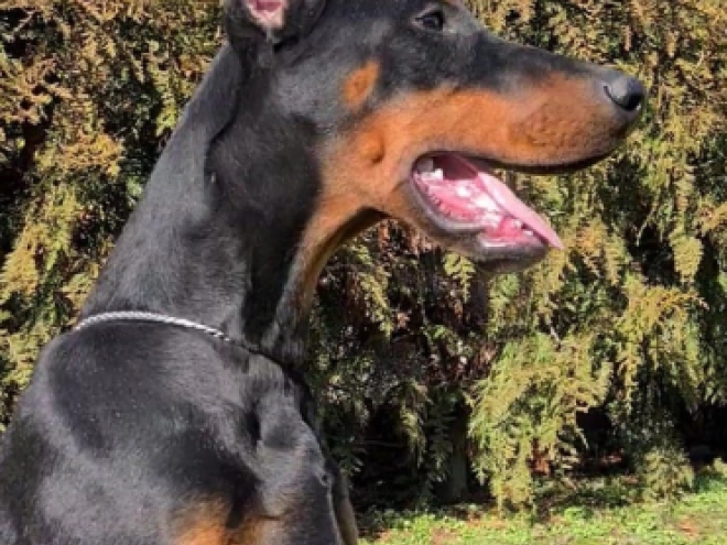 Dobermann Welpe kaufen