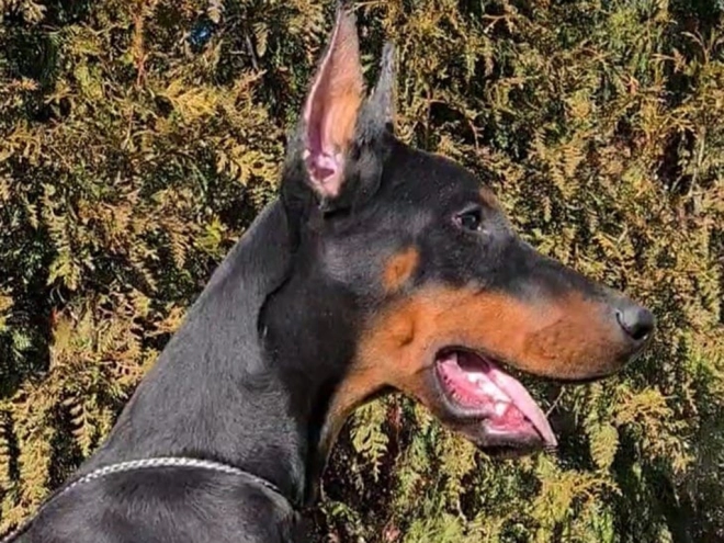 Dobermann Welpe kaufen