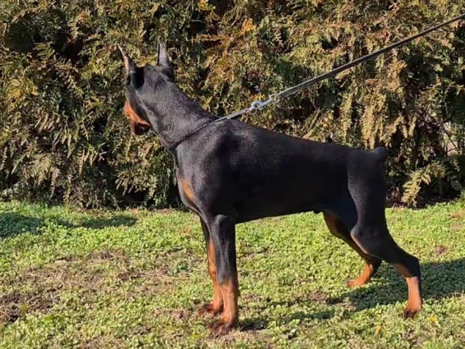 Dobermann Welpe kaufen