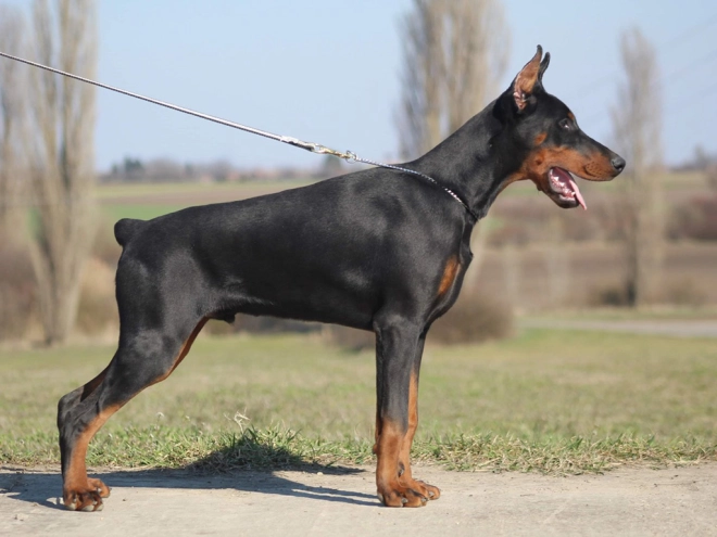 Dobermann Welpe kaufen