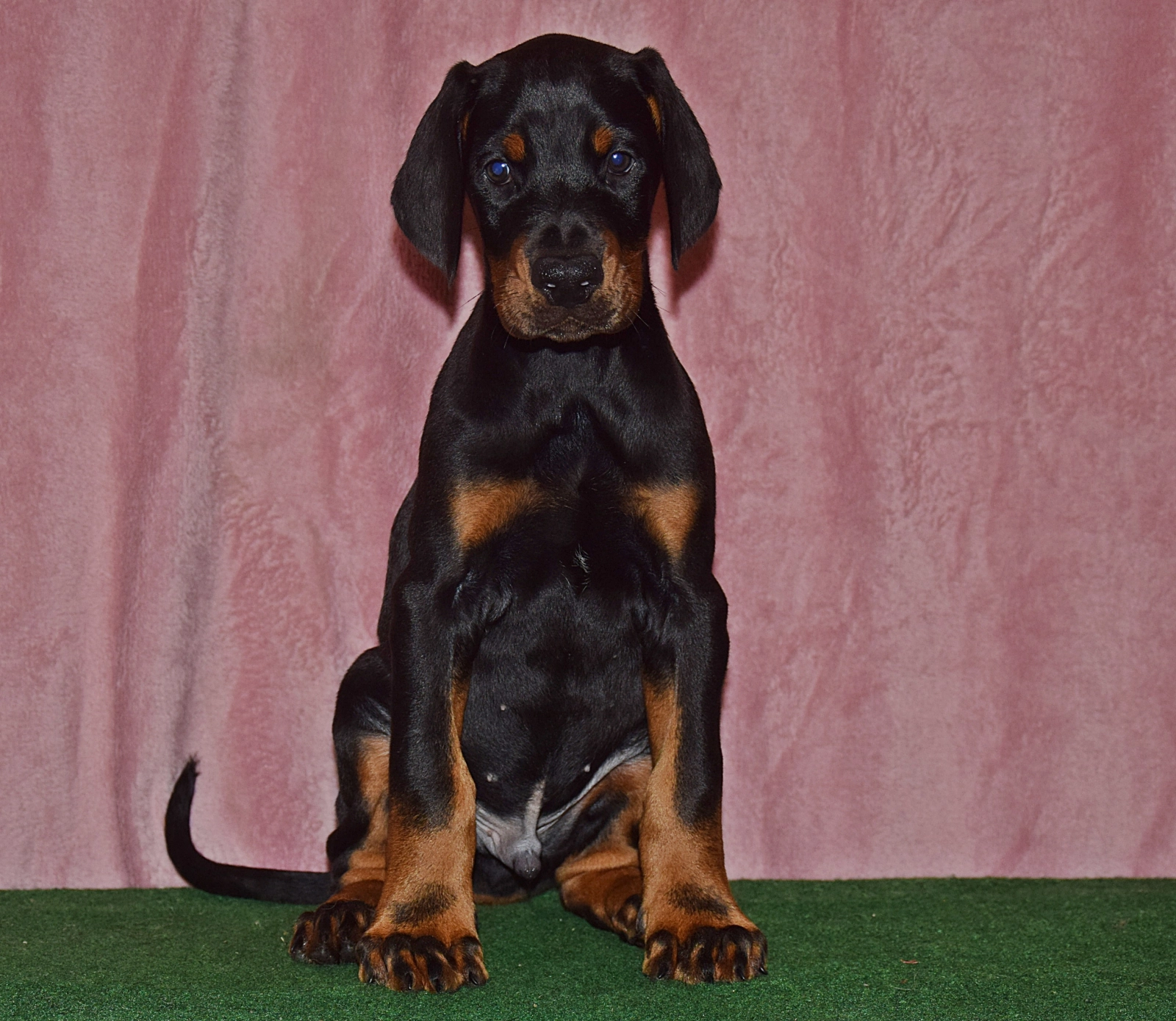Iron Man Doberman Pinscher Puppy for sale EuroPuppy