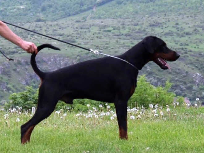 Perros Doberman Pinscher en venta