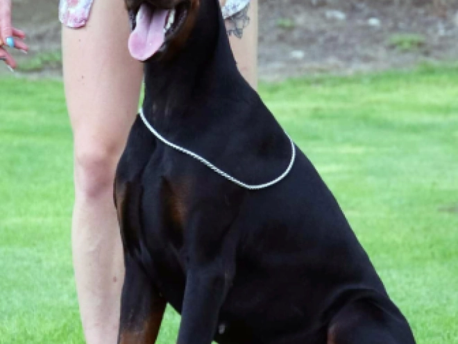 Perros Doberman Pinscher en venta