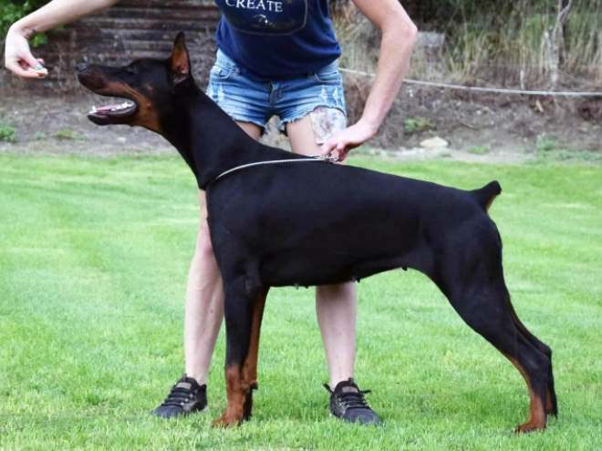 Perros Doberman Pinscher en venta