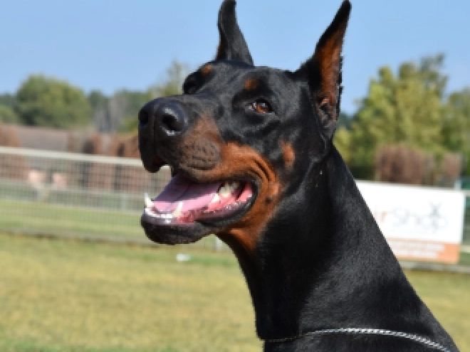 Perros Doberman Pinscher en venta