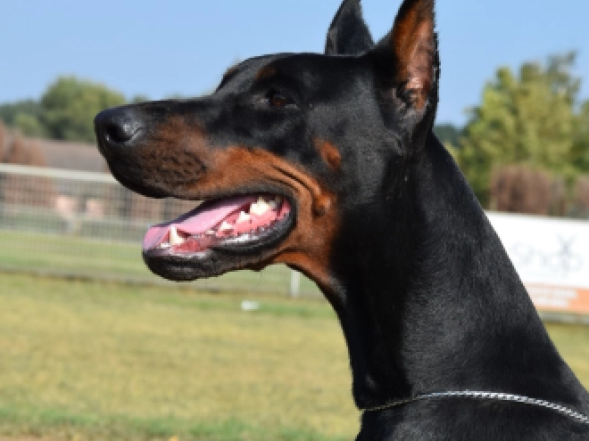 Perros Doberman Pinscher en venta