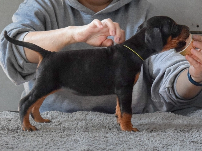 Doberman Pinscher puppy for sale