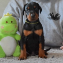 Dobermann Welpe zu verkaufen