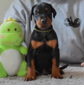 Perros Doberman Pinscher en venta