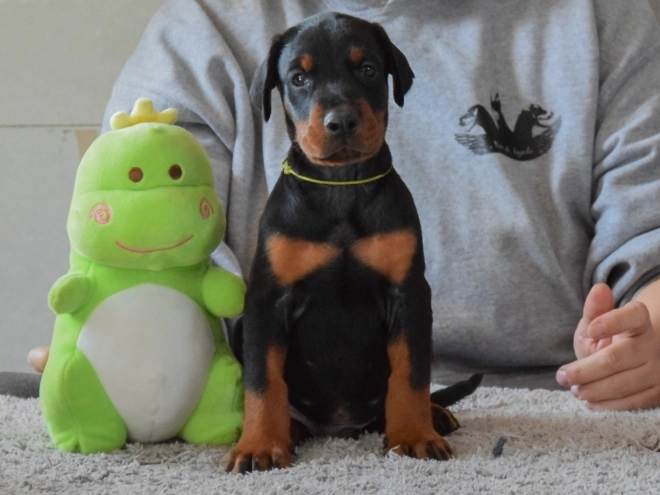 Doberman Pinscher puppy for sale