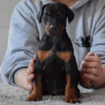 Doberman Pinscher puppy for sale