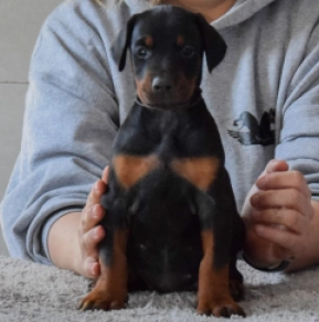 Perros Doberman Pinscher en venta